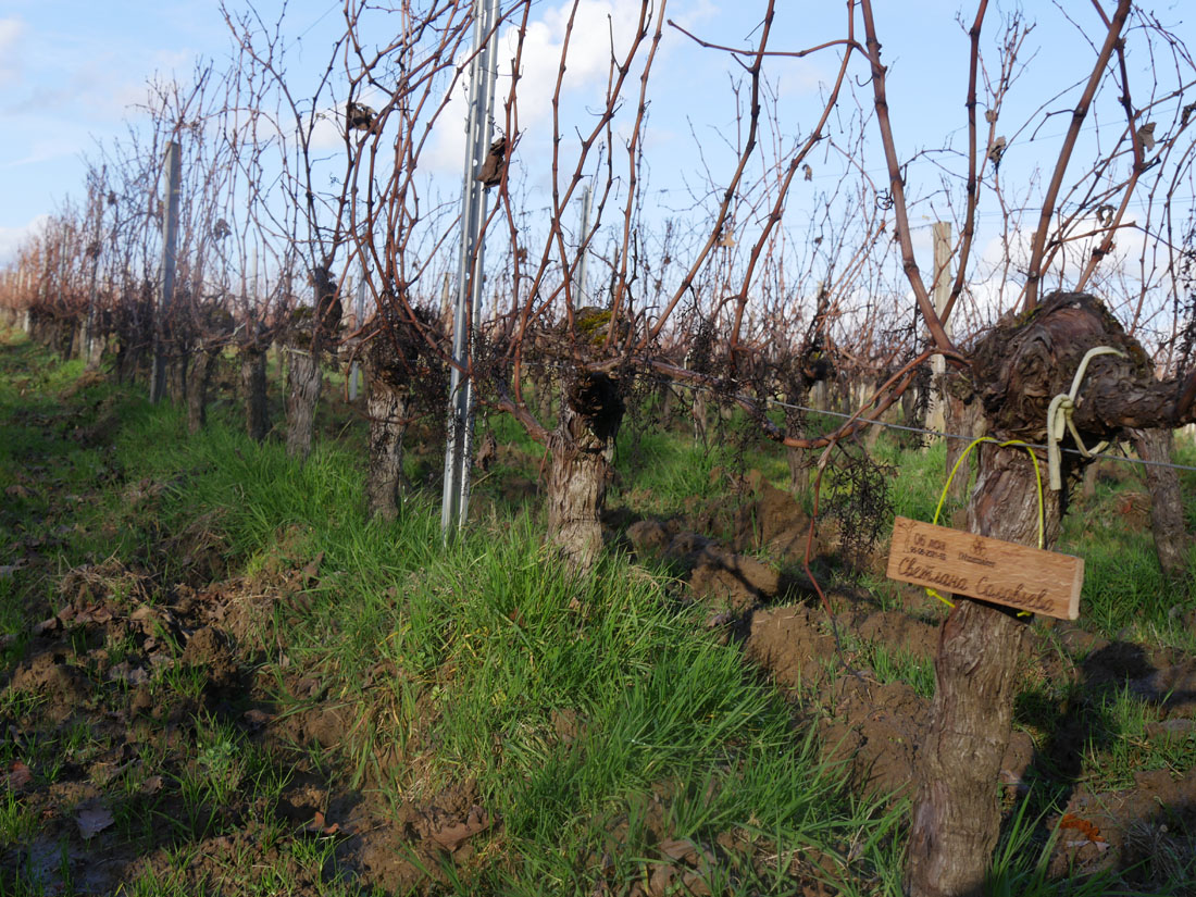 Виноградник на урожай